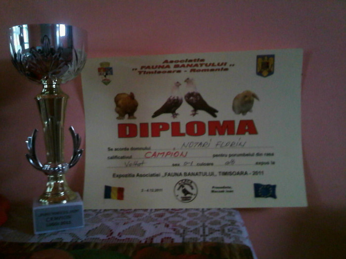 IMG519 - Cupe si Diplome