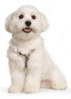 Oh,ma calci pe nerviiii!!!!!!!!!