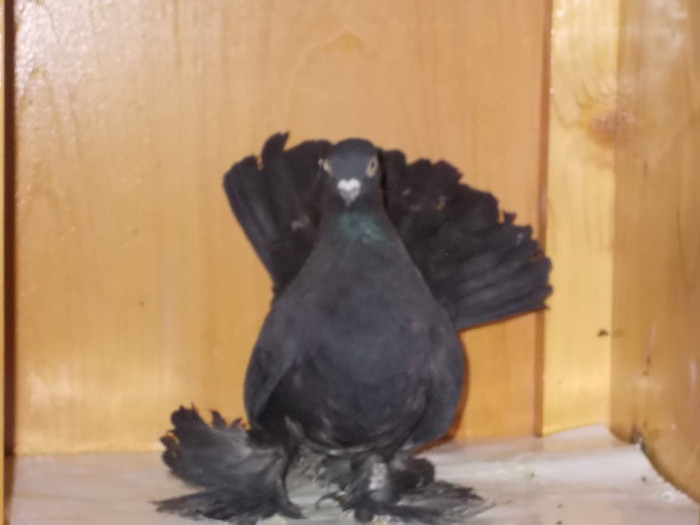 Rostow F Via:SZabo F. Reghin - Diszgalambok-Ornament pigeons -Porumbei de agrement