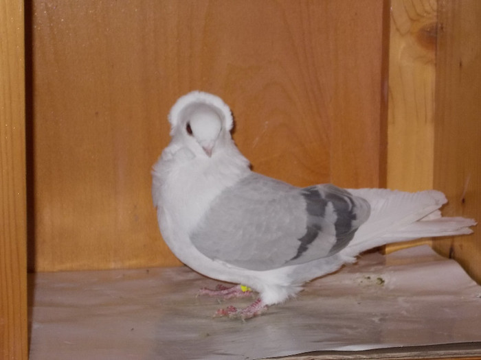 Via:Pop Cornel-Bistrita - Diszgalambok-Ornament pigeons -Porumbei de agrement