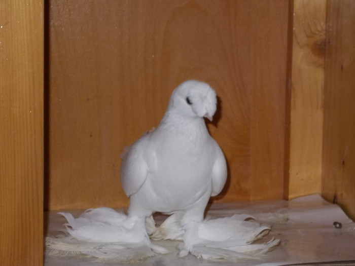 J.Botosani F Via:BOTEZATU Botosani - Diszgalambok-Ornament pigeons -Porumbei de agrement