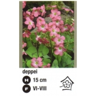 deppei-atlas plant - oxalis