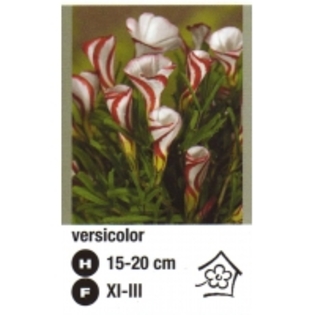versicolor-atlas plant - oxalis