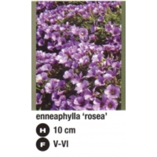 enneaphylla rosea-atlas plant - oxalis