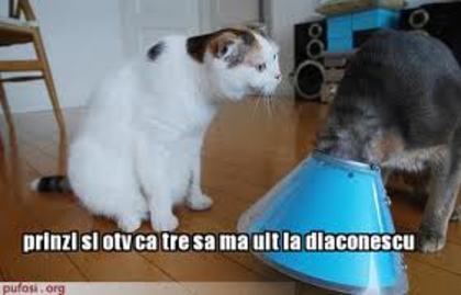 imagesCA29YQAA - Animale amuzante