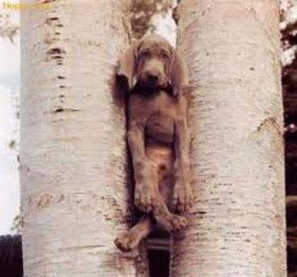 imagesCANBMIQY - Animale amuzante