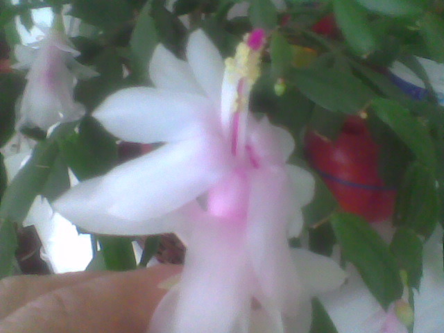 Imag037 - schlumbergera 2011_2012