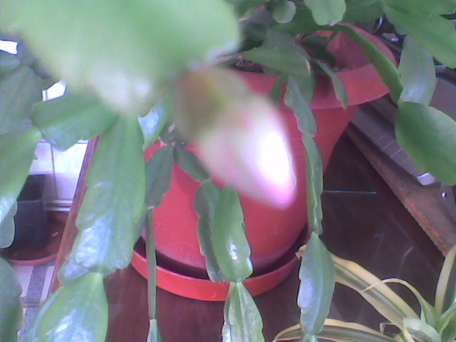 Imag082 - schlumbergera 2011_2012