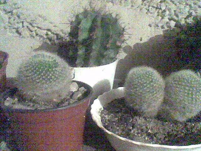 Imag072 - cactusi la iernat 2011