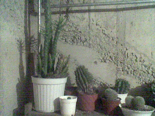 Imag063 - cactusi la iernat 2011