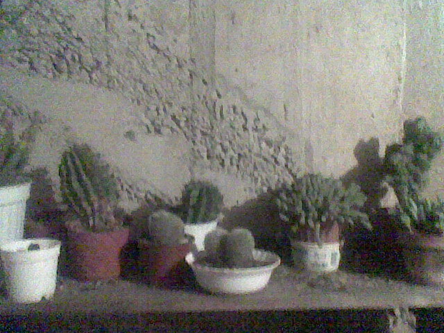 Imag064 - cactusi la iernat 2011