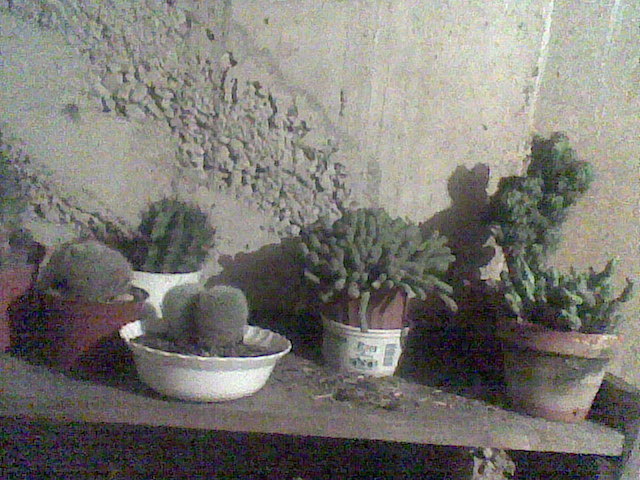 Imag065 - cactusi la iernat 2011