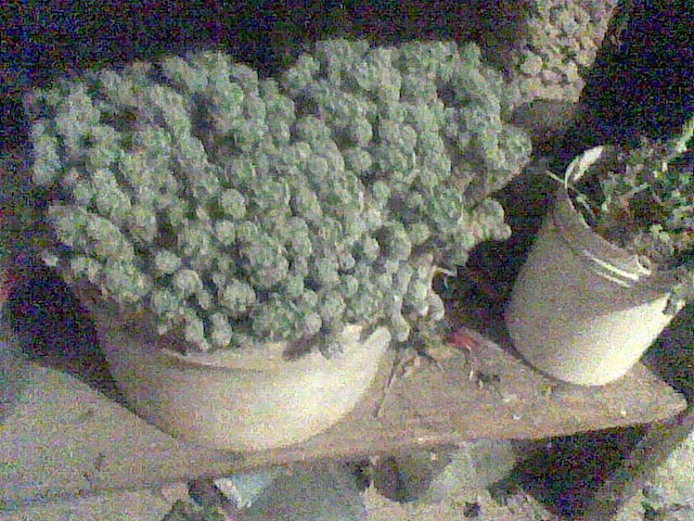 Imag066 - cactusi la iernat 2011