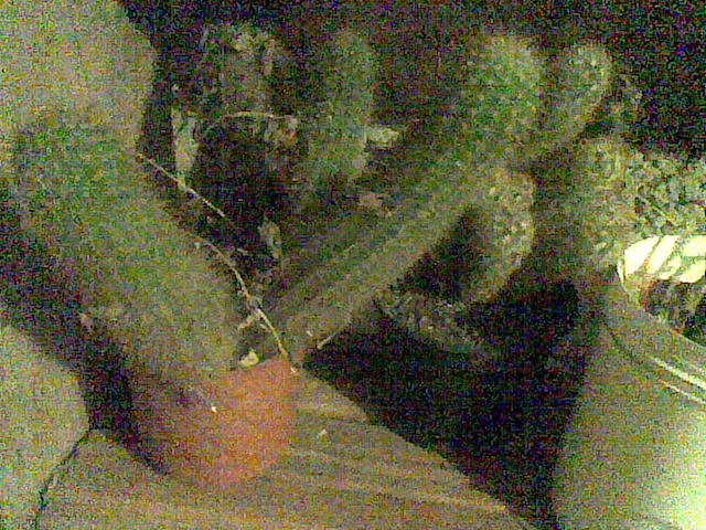 Imag067 - cactusi la iernat 2011