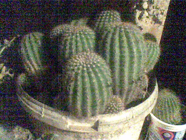 Imag068 - cactusi la iernat 2011