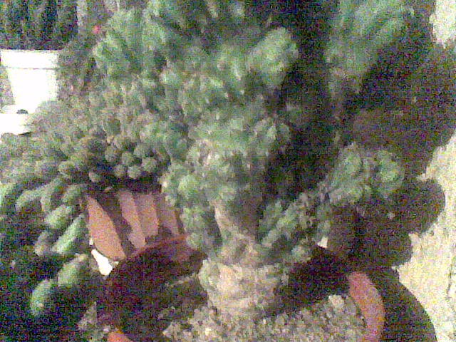 Imag070 - cactusi la iernat 2011