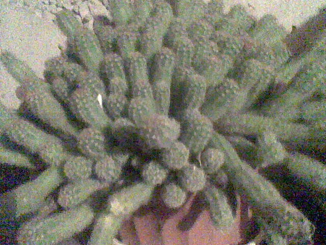 Imag071 - cactusi la iernat 2011