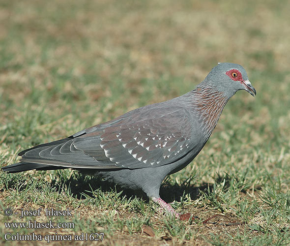 columba_guinea_ad1627