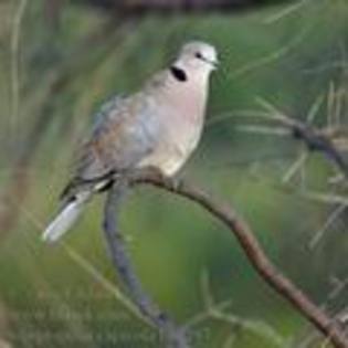 streptopelia_capicola_ba9597 - columbiformes