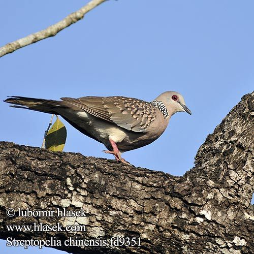 streptopelia_chinensis_fd9351 - columbiformes