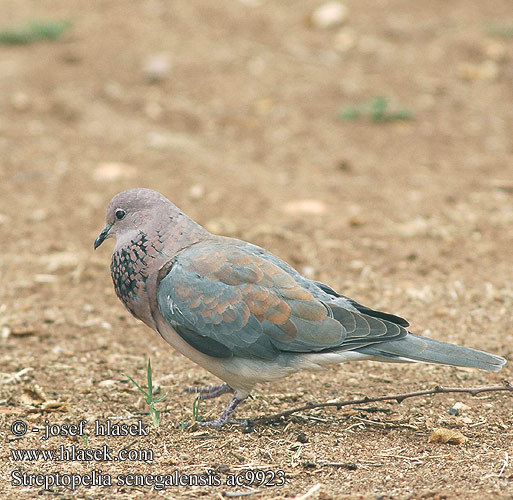 streptopelia_senegalensis_ac9923