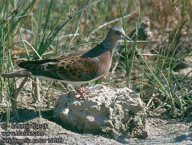 streptopelia_turtur_10109 - columbiformes