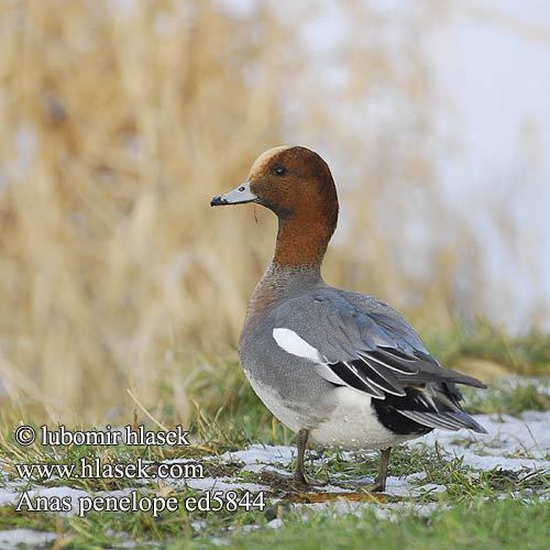 anas_penelope_ed5844