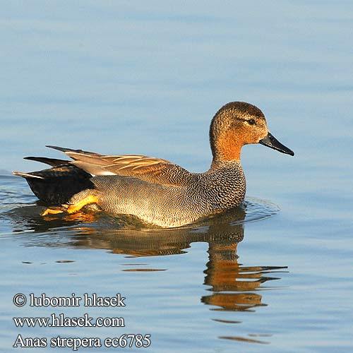 anas_strepera_ec6785