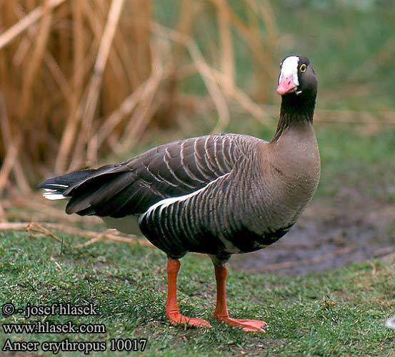 anser_erythropus_10017