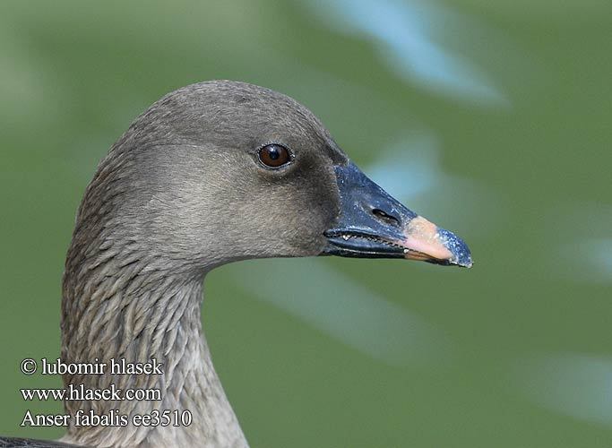 anser_fabalis_ee3510