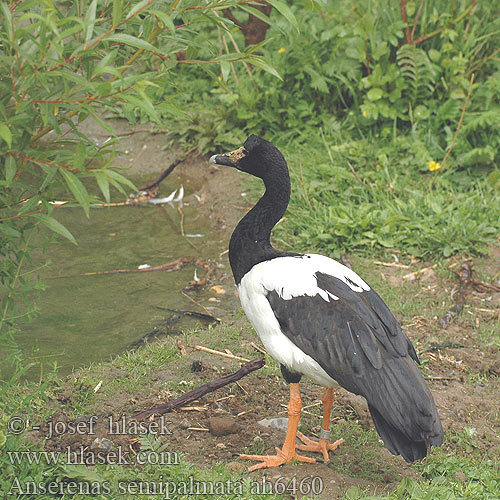 anseranas_semipalmata_ah6460