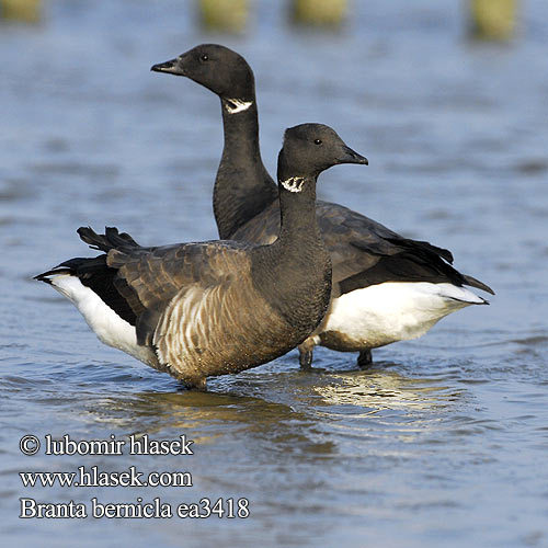 branta_bernicla_ea3418