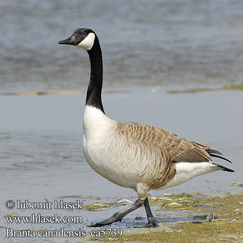 branta_canadensis_ea5739
