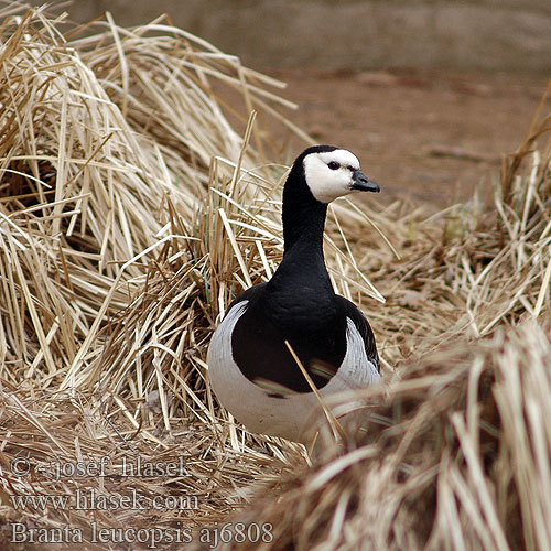 branta_leucopsis_aj6808