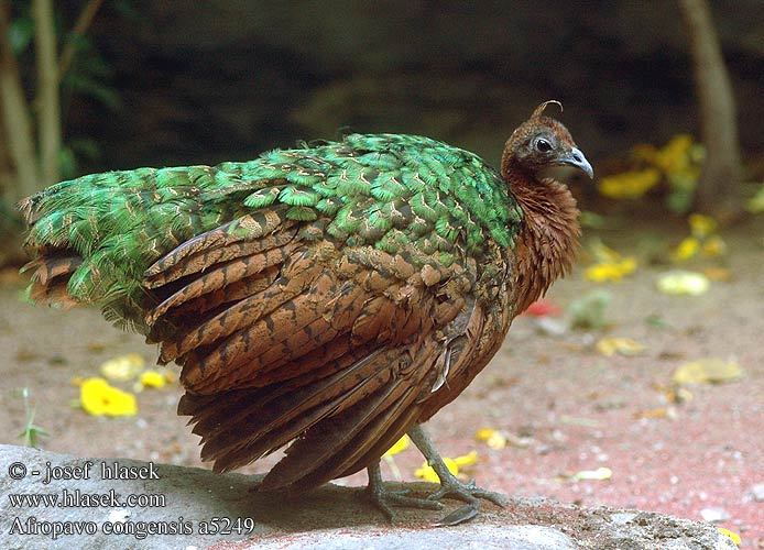 afropavo_congensis_a5249