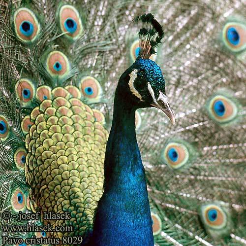 pavo_cristatus_8029 - pasari decorative