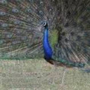 pavo_cristatus_fe1083