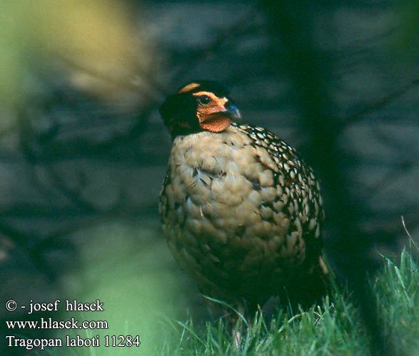 tragopan_laboti_11284 - pasari decorative