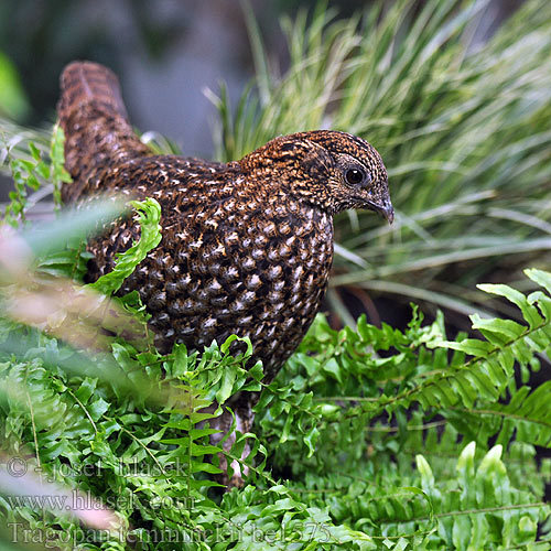 tragopan_temminckii_be1575