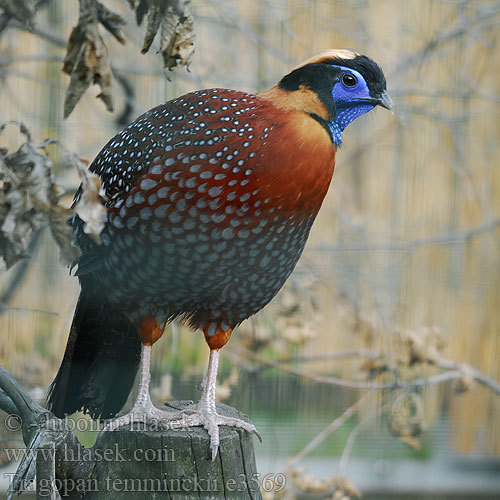 tragopan_temminckii_e3569 - pasari decorative