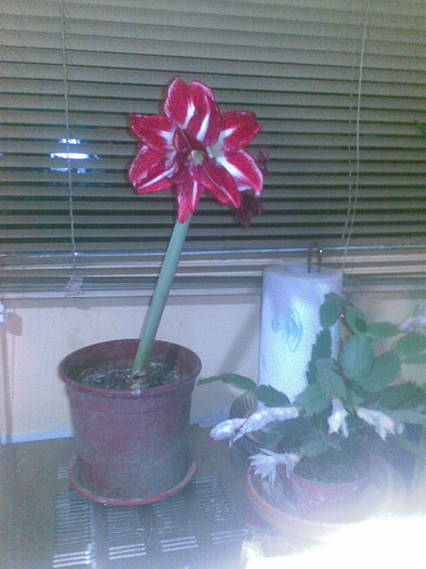 Pasadena - 1_My Amaryllis-2012