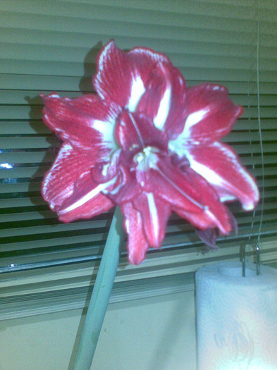 Pasadena - 1_My Amaryllis-2012