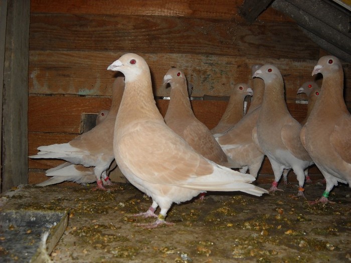 GALBENA BATRANA - UNDEVA IN SUCEAVA arhiva