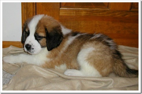 adoptata de:xPerfectSmilexii:nume cutzu:Puffika;ani cutzu:1 luna