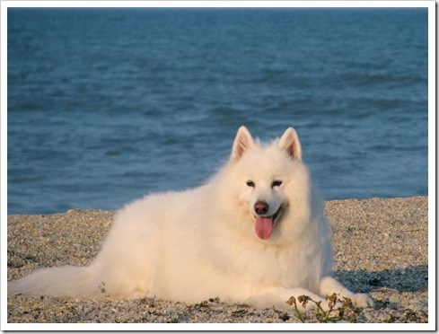 adoptat de : xxConcursCoolxx ; nume cutzu : Pufulet ; ani cutzu : 2