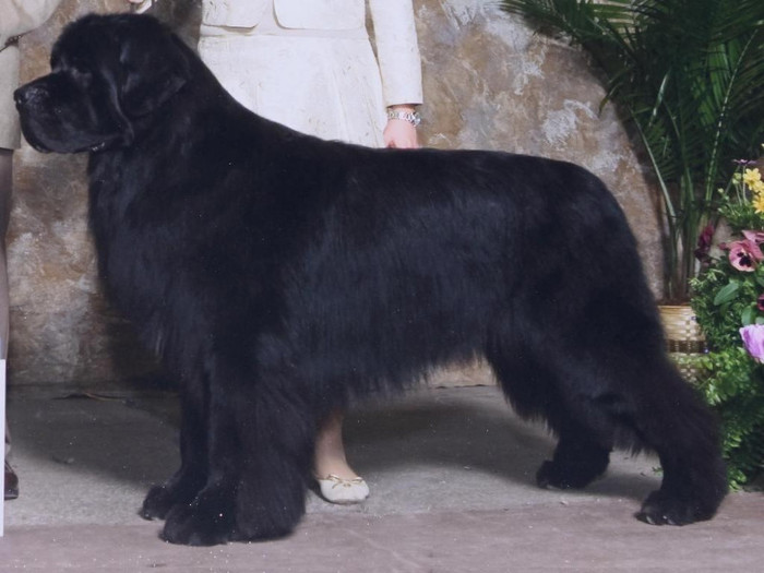 adoptat de :AlegeeeX3 ;nume cutzu:Aldo;ani:2