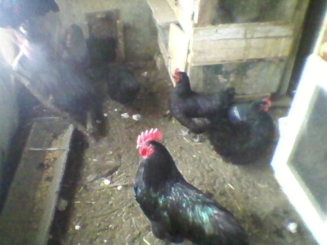 SP_A0043 - Australorp