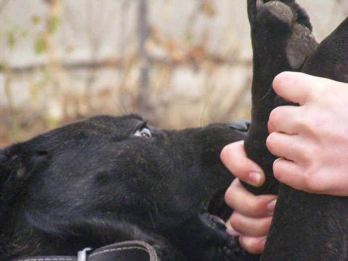 Oli 8 luni - C Cane corso