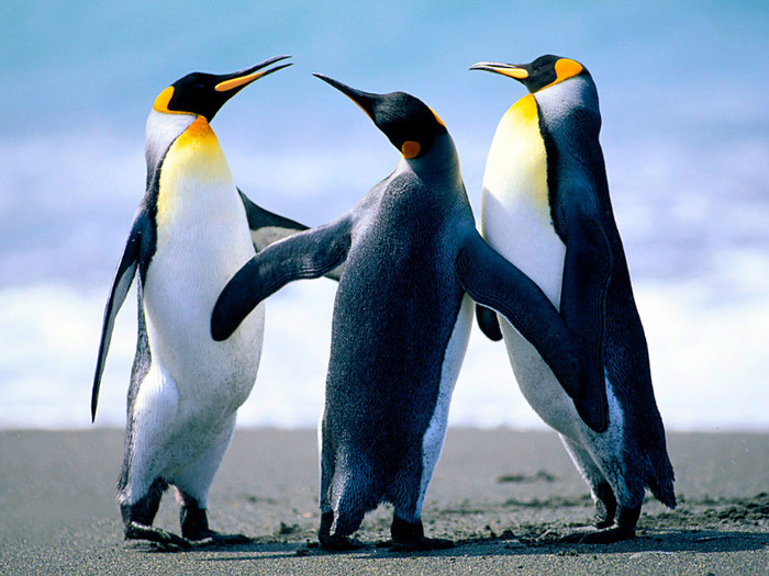 Penguins - poze frumoase