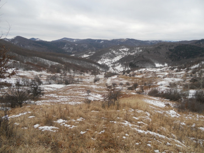 Picture 001 - vanatoare padure